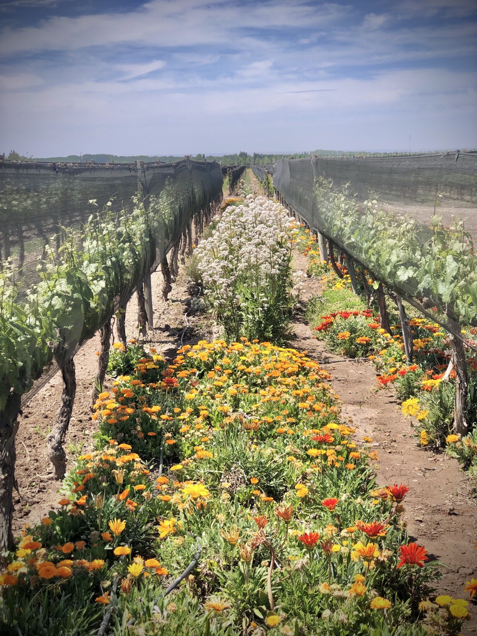 Chakana Wines, Mendoza. 
