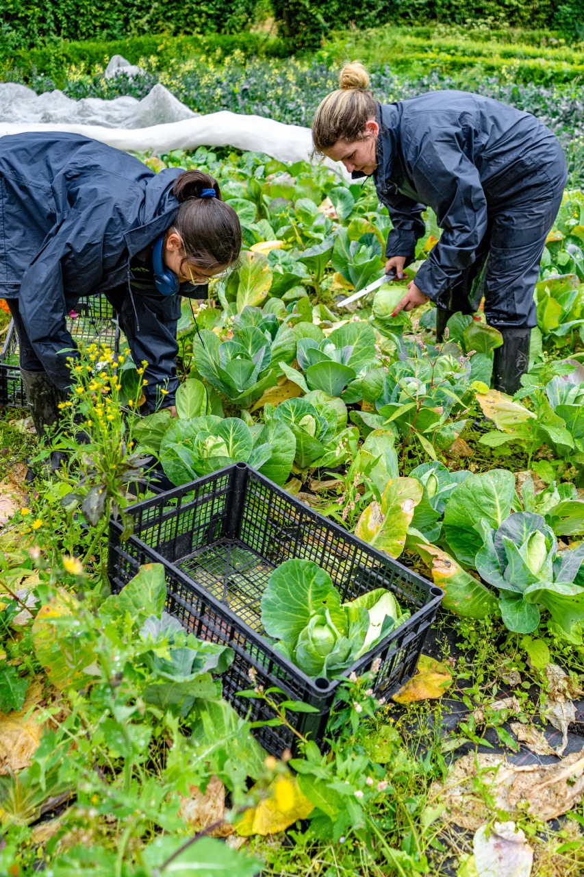 Harvesting from the polytunnels. 