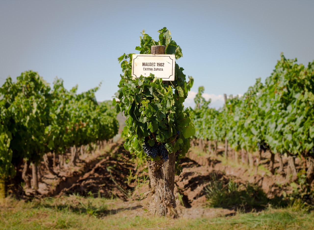 Catena vineyard, Mendoza. 