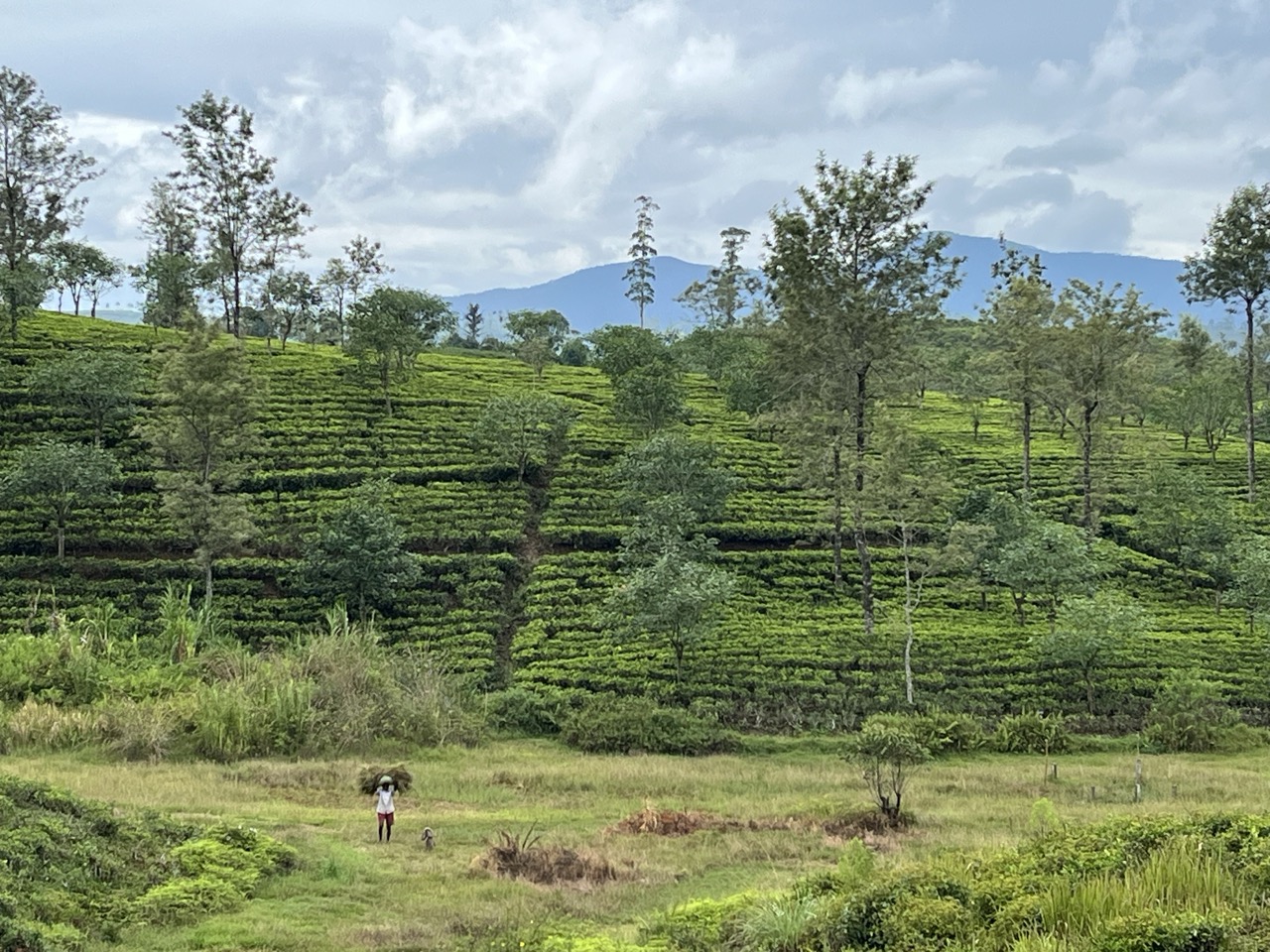 Walking holiday in Sri Lanka. 