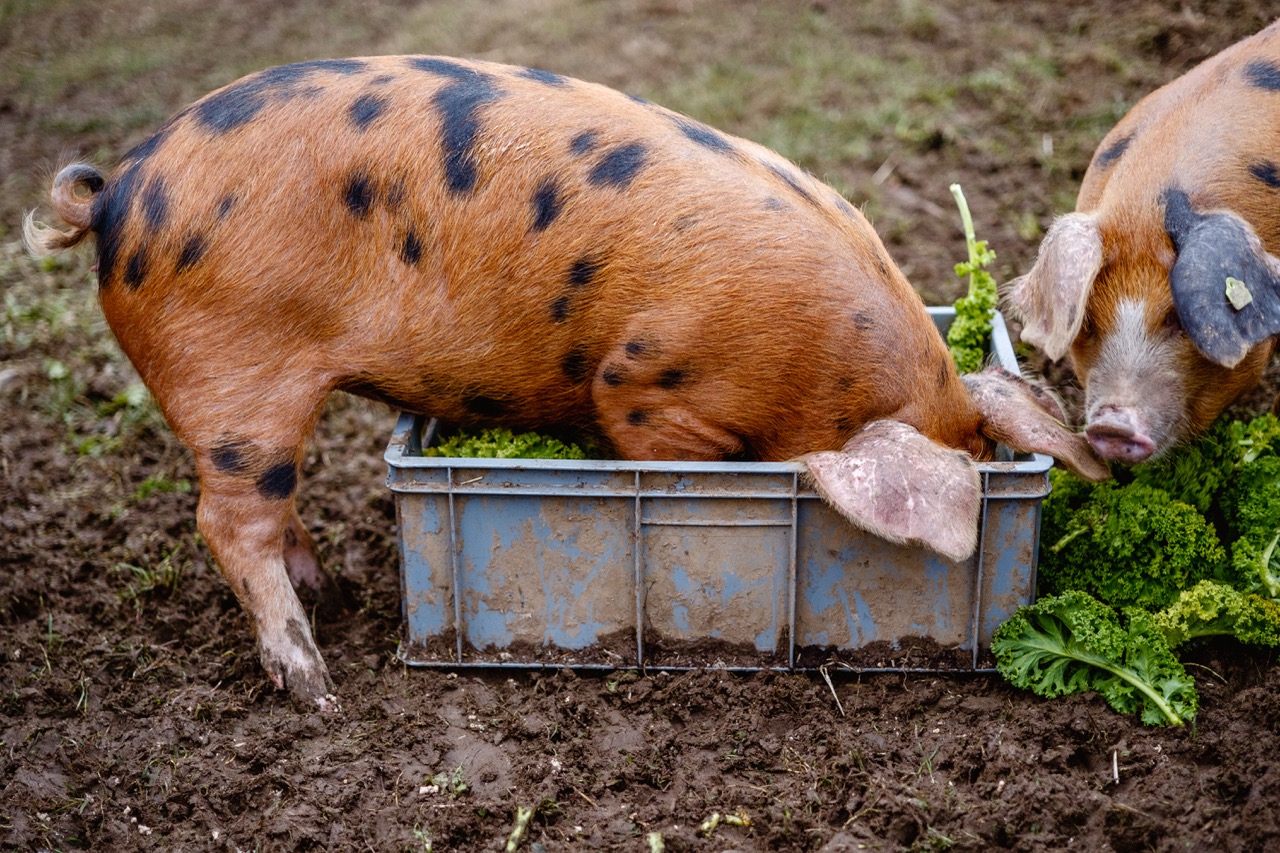 Pigs in polytunnels.