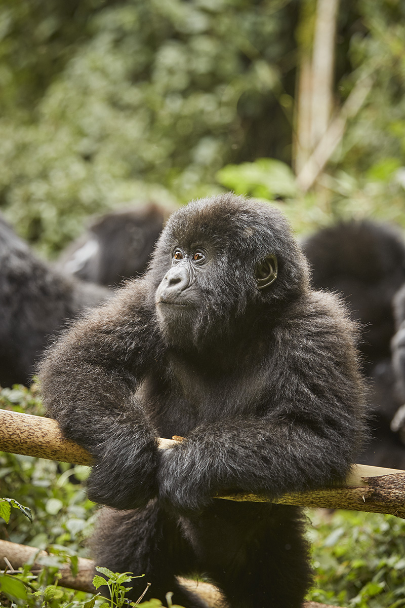 Gorillas, Michelin Keys. 