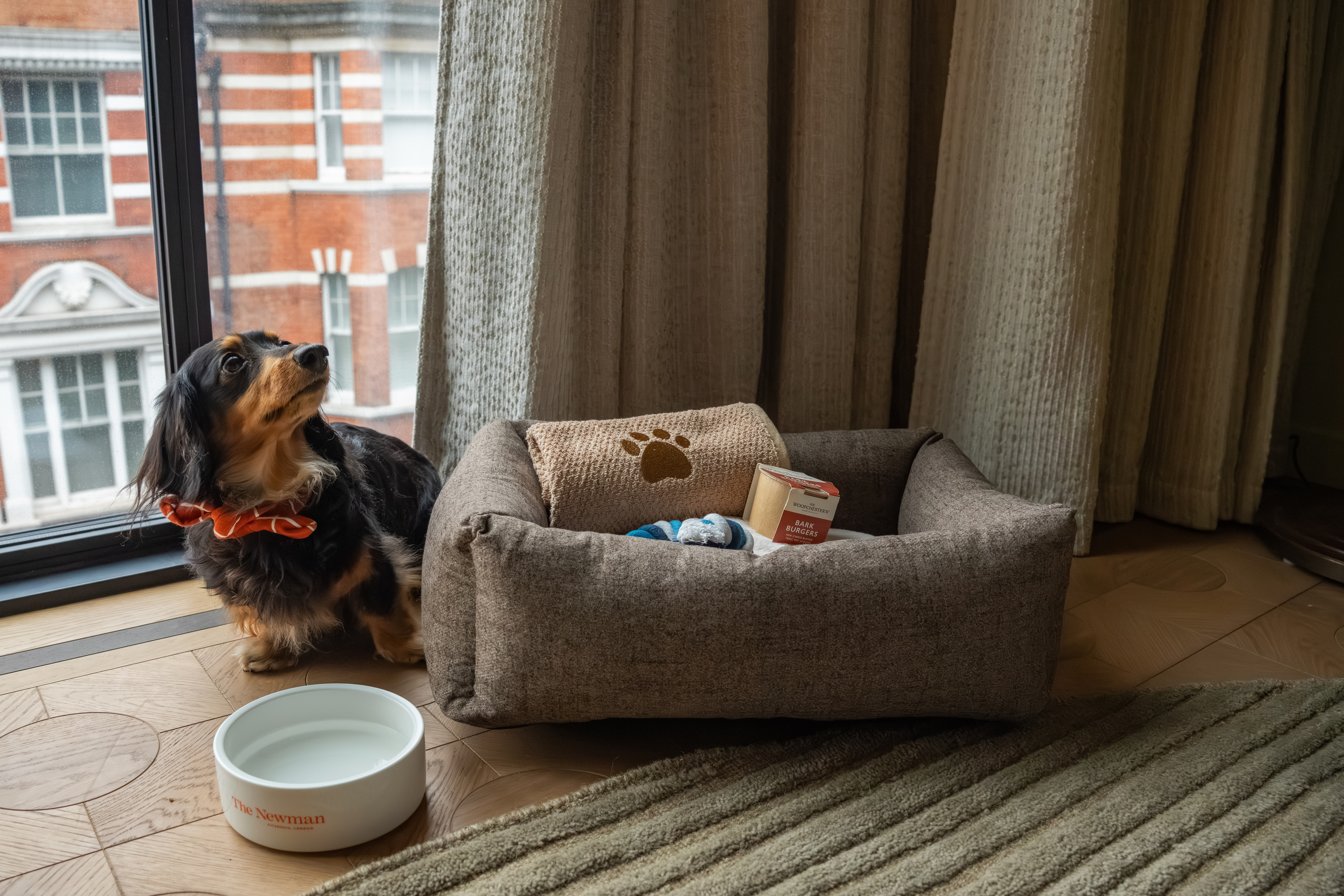 the newman dog friendly stays