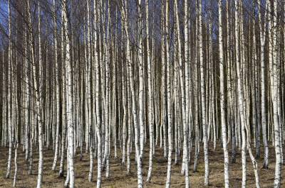 Birch trees 