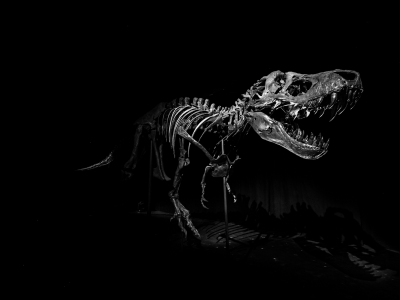 Stan The T-Rex unveiled in Abu Dhabi