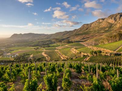 The Klein Constantia Estate, South African vineyards
