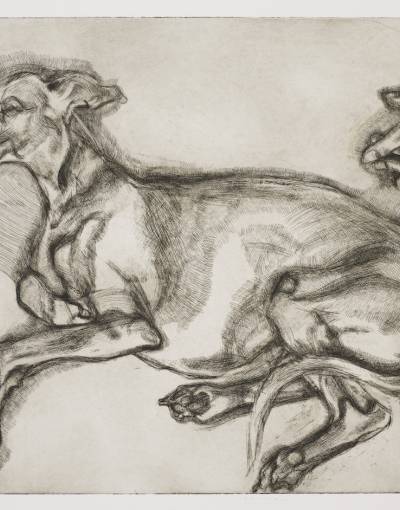 Lucian Freud Etchings V&A - Pluto aged twelve