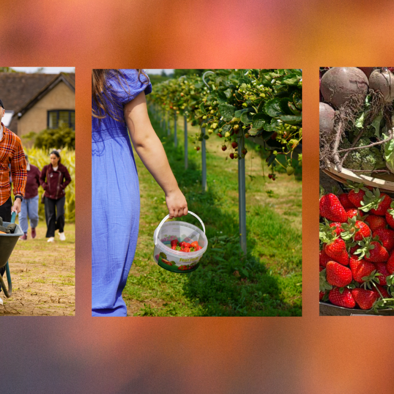 Pick your own farm