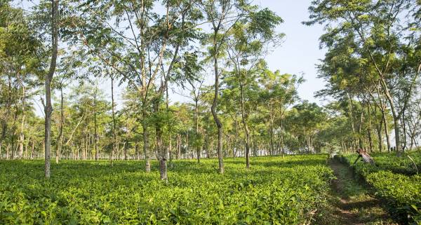 Haute tea culture