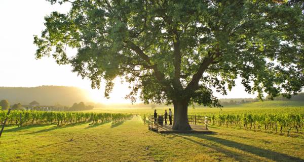 Winery UK