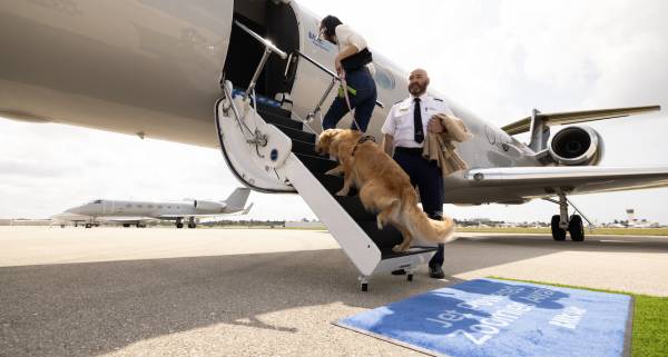 Dog-friendly travel