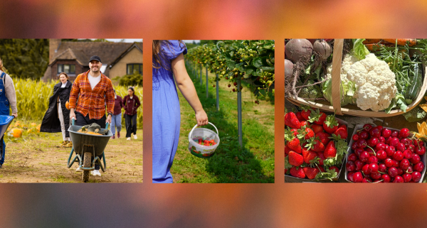 Pick your own farm